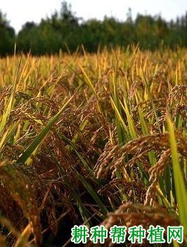 胜巴丝苗水稻品种好不好? 胜巴丝苗水稻品种好不好?