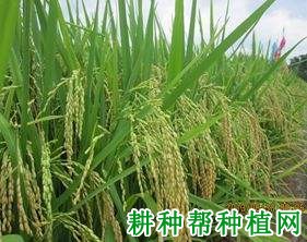 茂杂云三水稻品种好不好? 茂杂云三水稻品种好不好?