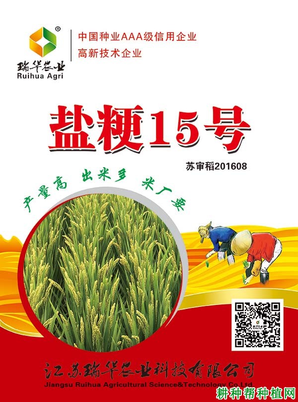 盐粳15号水稻品种好不好? 盐粳15号水稻品种好不好?