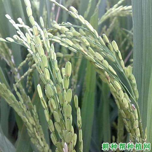 七花占水稻品种好不好? 七花占水稻品种好不好?