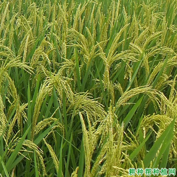 金优844水稻品种好不好? 金优844水稻品种好不好?