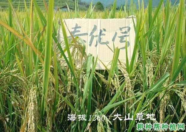 泰优1号水稻品种好不好? 泰优1号水稻品种好不好?