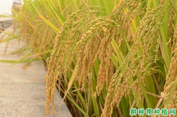 冈优169杂交籼稻水稻品种好不好? 冈优169杂交籼稻水稻品种好不好?