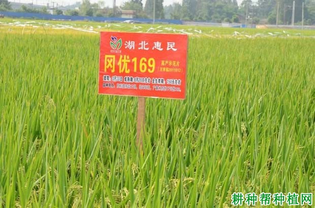 冈优169杂交籼稻水稻品种好不好? 冈优169杂交籼稻水稻品种好不好?