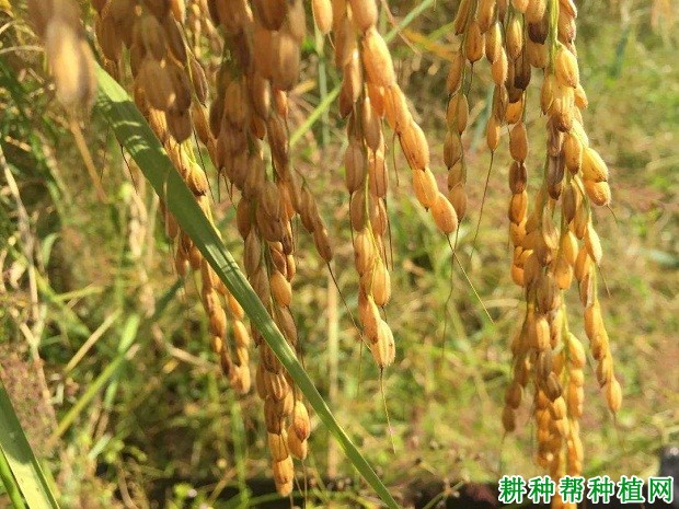 大禾谷水稻品种好不好? 大禾谷水稻品种好不好?