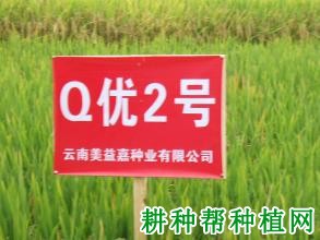 Q优2号水稻品种好不好? Q优2号水稻品种好不好?