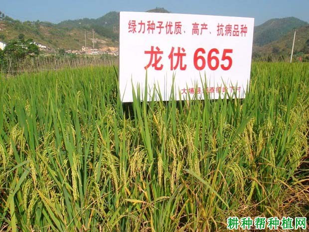 龙优665水稻品种好不好? 龙优665水稻品种好不好?