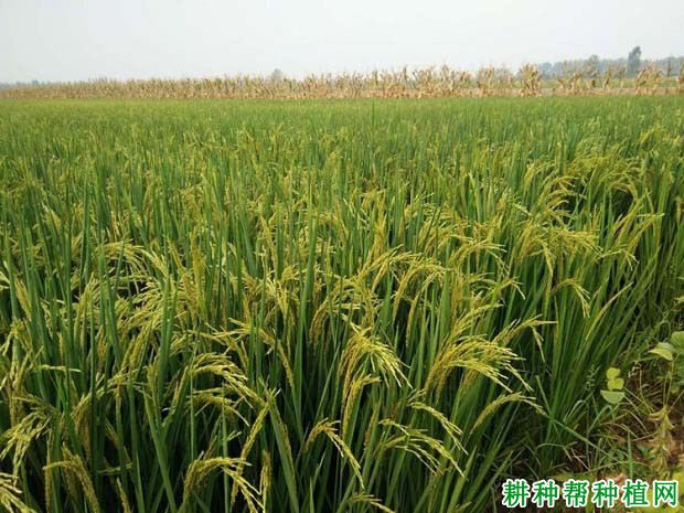 深两优828水稻品种好不好? 深两优828水稻品种好不好?