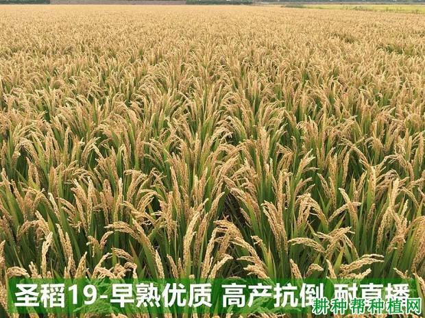 圣稻19常规粳稻水稻品种好不好? 圣稻19常规粳稻水稻品种好不好?