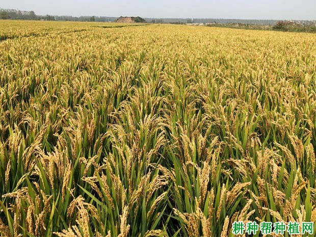 圣稻19常规粳稻水稻品种好不好? 圣稻19常规粳稻水稻品种好不好?