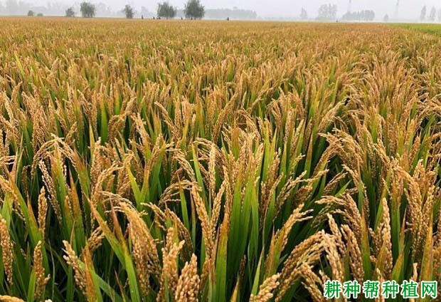 圣稻19常规粳稻水稻品种好不好? 圣稻19常规粳稻水稻品种好不好?