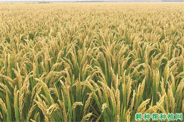 圣稻19常规粳稻水稻品种好不好? 圣稻19常规粳稻水稻品种好不好?