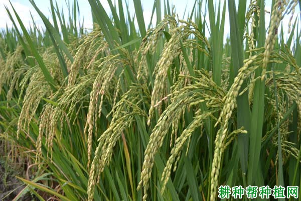 冈优99杂交籼稻水稻品种好不好? 冈优99杂交籼稻水稻品种好不好?