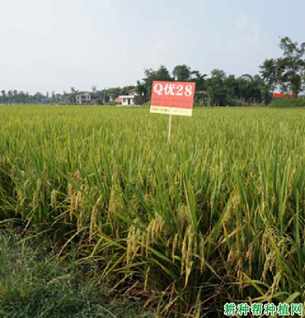 Q优28杂交籼稻水稻品种好不好? Q优28杂交籼稻水稻品种好不好?