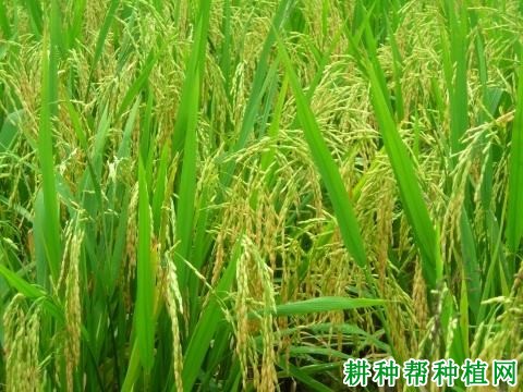 天丰优269水稻品种好不好? 天丰优269水稻品种好不好?