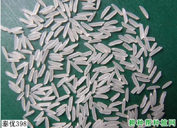 泰优398水稻品种好不好? 泰优398水稻品种好不好?