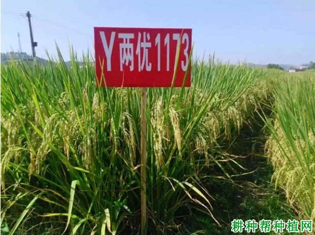 Y两优1173水稻品种好不好? Y两优1173水稻品种好不好?