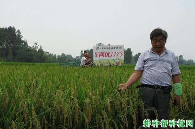 Y两优1173水稻品种好不好? Y两优1173水稻品种好不好?