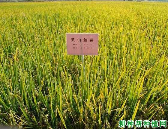 五山丝苗水稻品种好不好? 五山丝苗水稻品种好不好?
