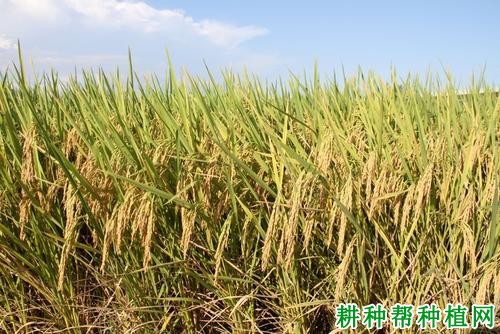 福龙两优863水稻品种好不好? 福龙两优863水稻品种好不好?