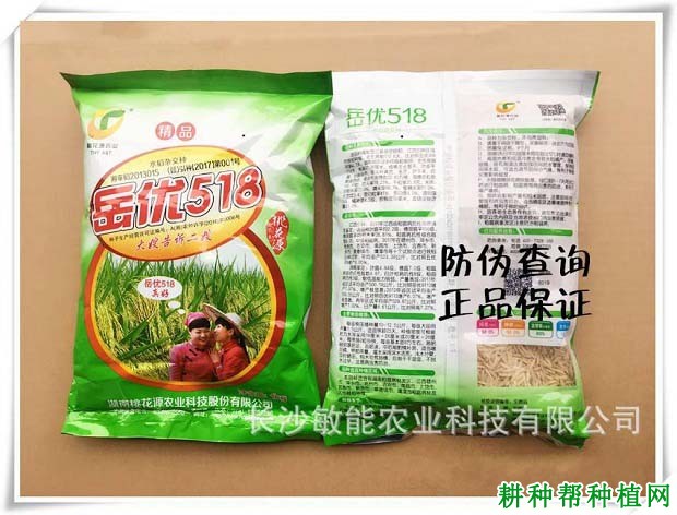 岳优518水稻品种好不好? 岳优518水稻品种好不好?