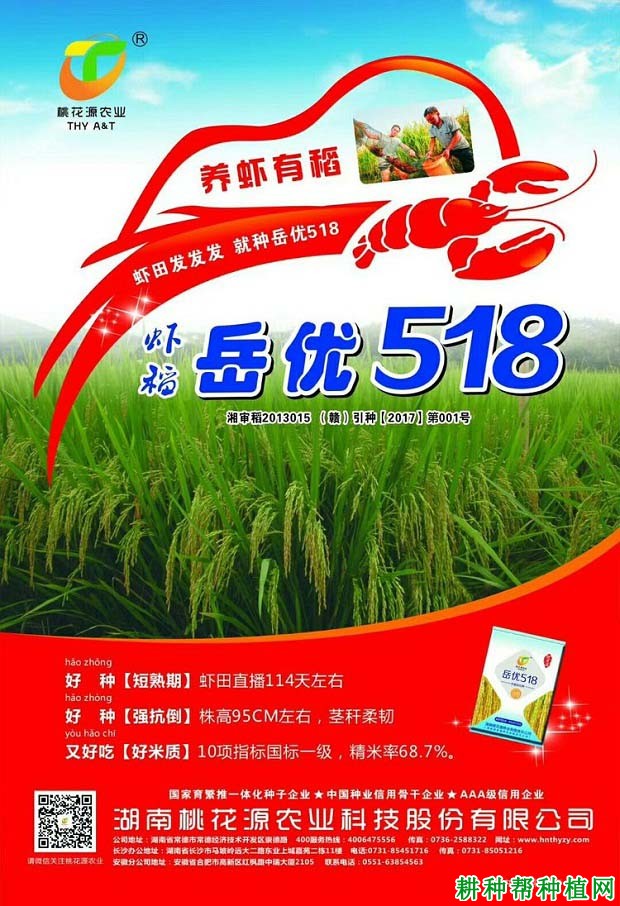 岳优518水稻品种好不好? 岳优518水稻品种好不好?
