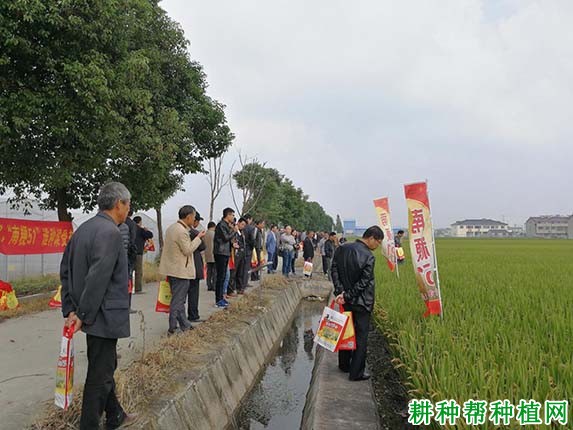 南粳51水稻品种好不好? 南粳51水稻品种好不好?