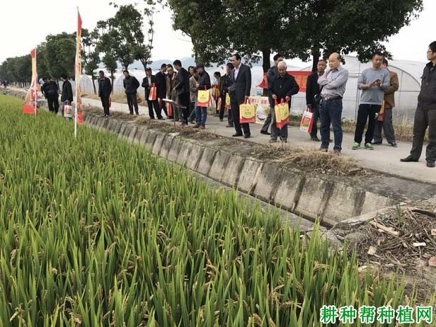 南粳51水稻品种好不好? 南粳51水稻品种好不好?