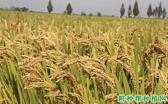 五优369水稻品种好不好? 五优369水稻品种好不好?