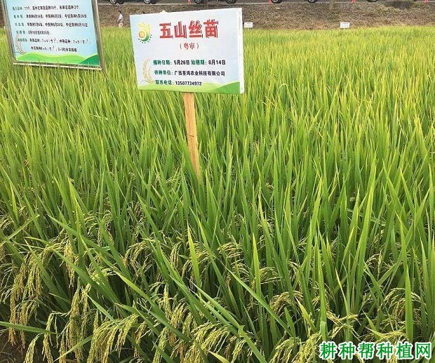 五山丝苗水稻品种好不好? 五山丝苗水稻品种好不好?