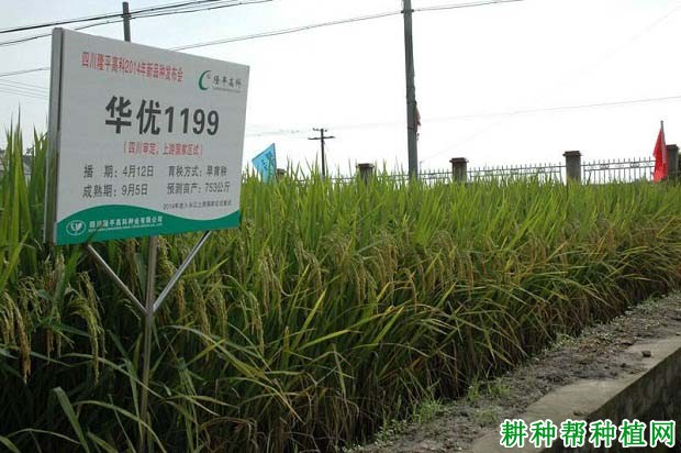 华优1199杂交籼稻水稻品种好不好? 华优1199杂交籼稻水稻品种好不好?
