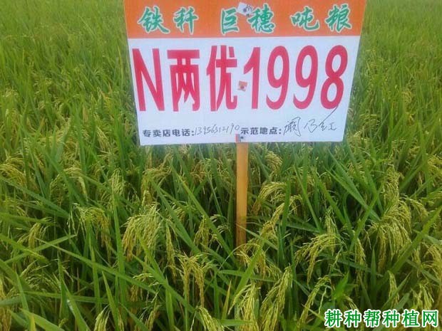 N两优1998水稻品种好不好? N两优1998水稻品种好不好?