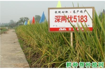 深两优5183水稻品种好不好? 深两优5183水稻品种好不好?