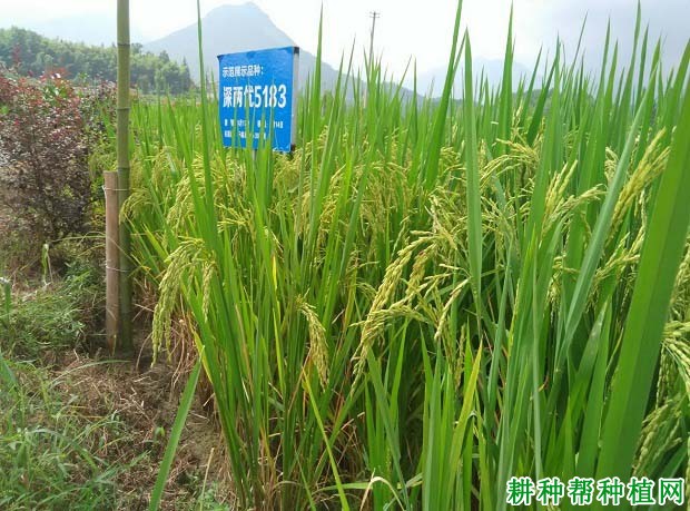 深两优5183水稻品种好不好? 深两优5183水稻品种好不好?