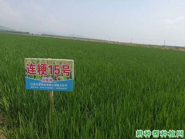连粳15号水稻品种好不好? 连粳15号水稻品种好不好?