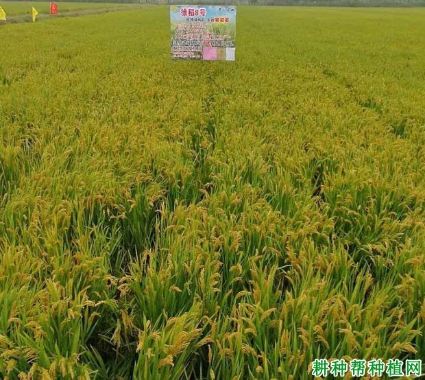 徐稻8号水稻品种好不好? 徐稻8号水稻品种好不好?