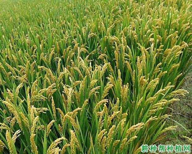 徐稻8号水稻品种好不好? 徐稻8号水稻品种好不好?