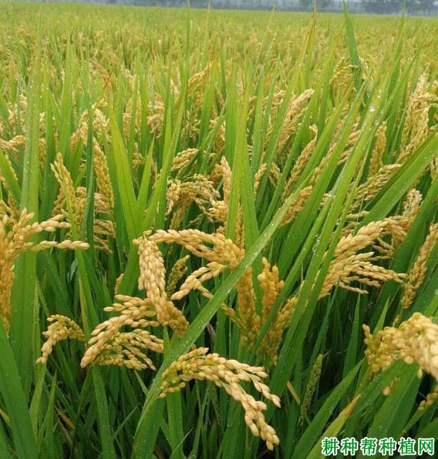 徐稻8号水稻品种好不好? 徐稻8号水稻品种好不好?