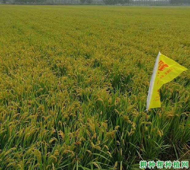 徐稻8号水稻品种好不好? 徐稻8号水稻品种好不好?