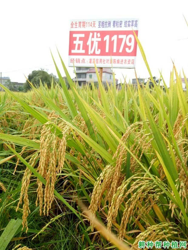 五优1179水稻品种好不好? 五优1179水稻品种好不好?
