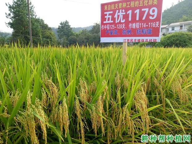 五优1179水稻品种好不好? 五优1179水稻品种好不好?