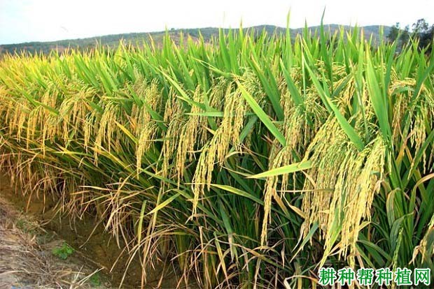 深两优5183杂交籼稻水稻品种好不好? 深两优5183杂交籼稻水稻品种好不好?