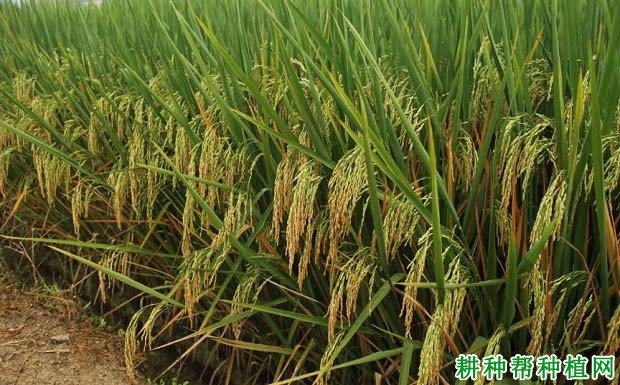 深两优5183杂交籼稻水稻品种好不好? 深两优5183杂交籼稻水稻品种好不好?