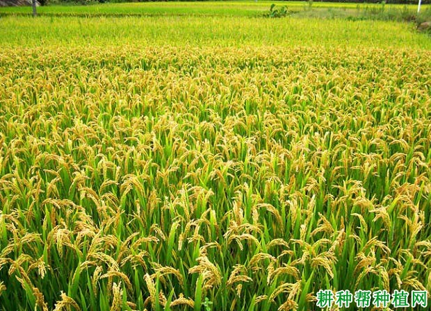 天粳2号常规粳稻水稻品种好不好? 天粳2号常规粳稻水稻品种好不好?