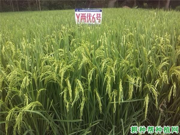Y两优6号杂交籼稻水稻品种好不好? Y两优6号杂交籼稻水稻品种好不好?