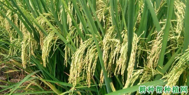 绿优4923水稻品种好不好? 绿优4923水稻品种好不好?