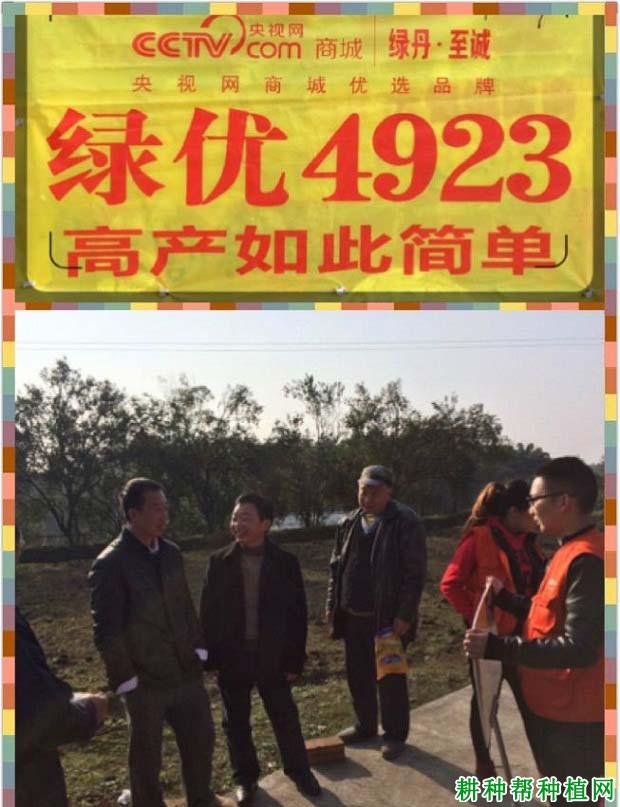 绿优4923水稻品种好不好? 绿优4923水稻品种好不好?