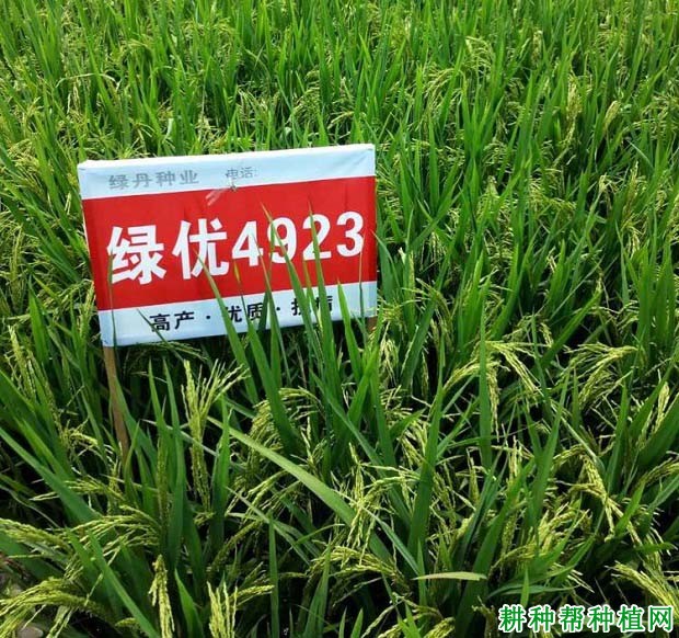 绿优4923水稻品种好不好? 绿优4923水稻品种好不好?
