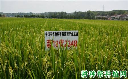 蓉18优2348水稻品种好不好? 蓉18优2348水稻品种好不好?