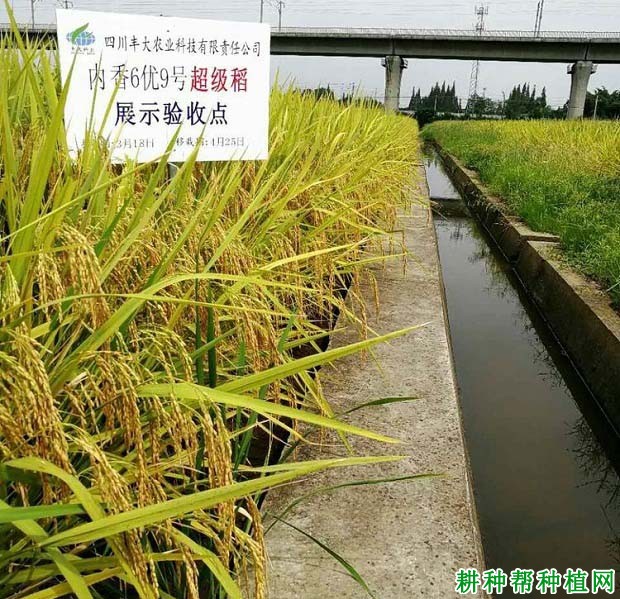 内香6优9号水稻品种好不好? 内香6优9号水稻品种好不好?